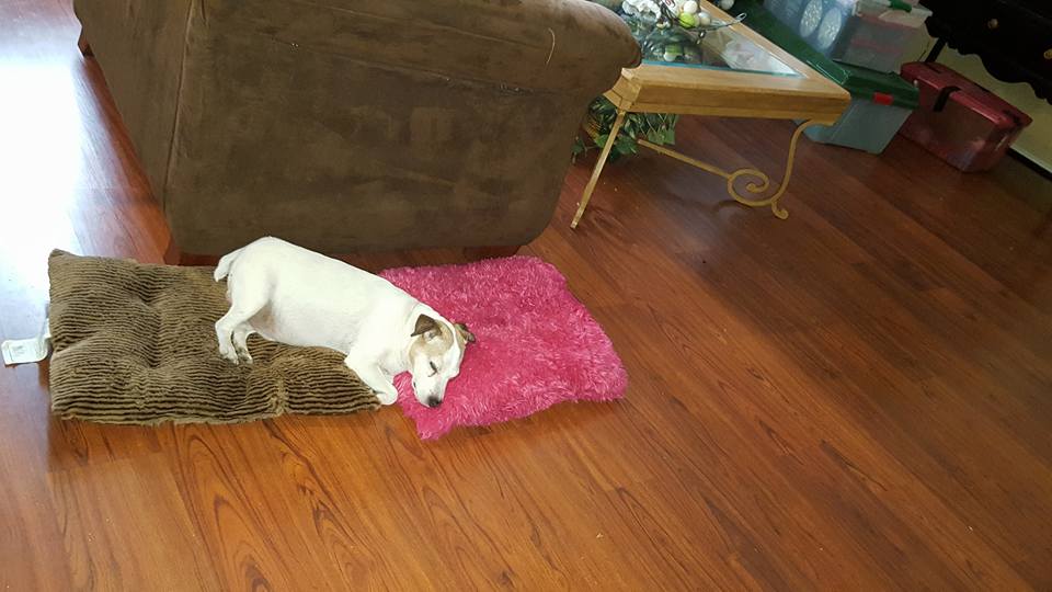 Mr. Davidson resting at his new home after a hard life