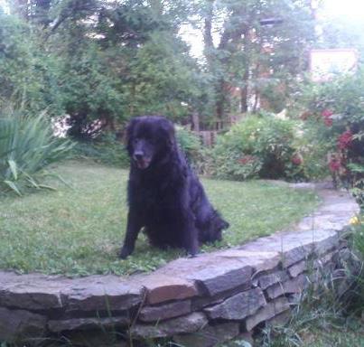 My friend, Buddy, enjoying his sunset years
