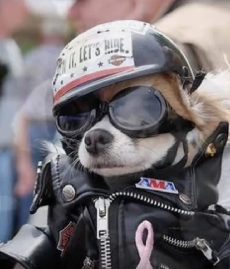 Mr Davidson on Brandon Turnbow's Harley all dressed up and ready to go
