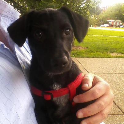 A small black dog with a red harness, identified as Lamont, is held by a person wearing a light blue checkered button-down shirt in a park setting.