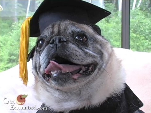 chesTERLUDLOW PUG MBA DEGREE