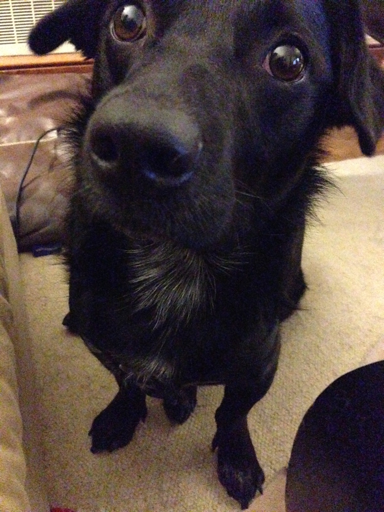 Part Dachshund, part Labrador? Logic suggests otherwise