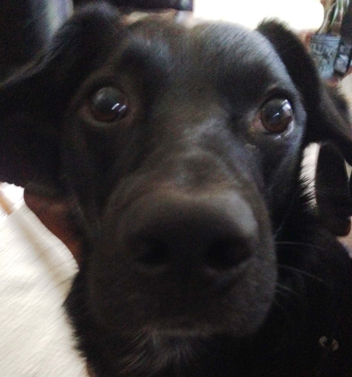 Lamont preparing to submit to scientific study for greater canine understanding and common good