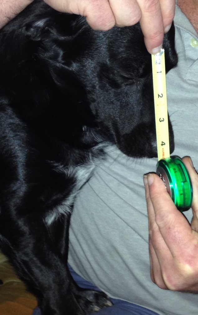 The mutt's remarkably prominent proboscis occupies over 50% of his entire head