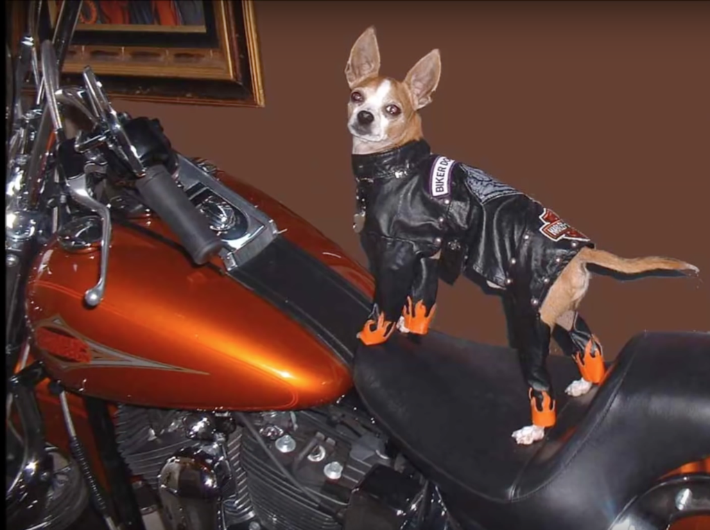 Mr. Davidson on Brandon Turnbow's Harley